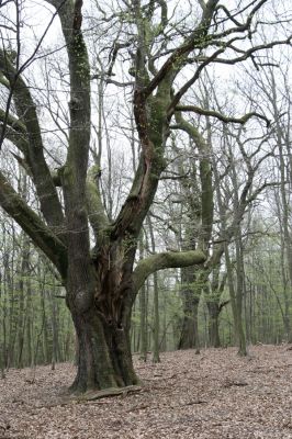 Stupava, 31.3.2012
Pomperdák - vrch Ohek.
Schlüsselwörter: Stupava Pomperdák vrch Ohek