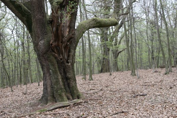 Stupava, 31.3.2012
Pomperdák - vrch Ohek.
Schlüsselwörter: Stupava Pomperdák vrch Ohek