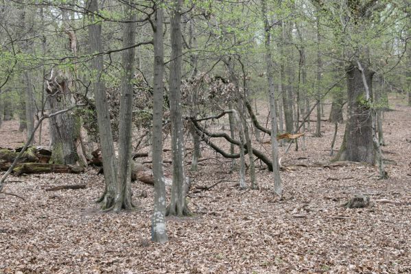 Stupava, 31.3.2012
Pomperdák - vrch Ohek.
Mots-clés: Stupava Pomperdák vrch Ohek