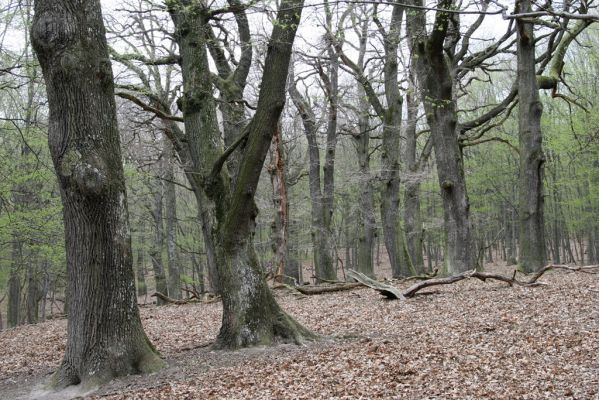 Stupava, 31.3.2012
Pomperdák - vrch Ohek.
Klíčová slova: Stupava Pomperdák vrch Ohek