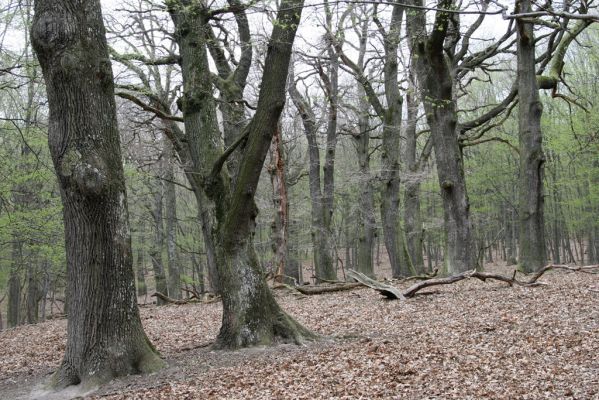 Stupava, 31.3.2012
Pomperdák - vrch Ohek.
Schlüsselwörter: Stupava Pomperdák vrch Ohek