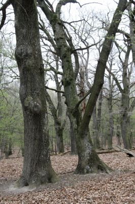 Stupava, 31.3.2012
Pomperdák - vrch Ohek.
Klíčová slova: Stupava Pomperdák vrch Ohek