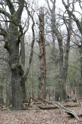 Stupava, 31.3.2012
Pomperdák - vrch Ohek.
Mots-clés: Stupava Pomperdák vrch Ohek