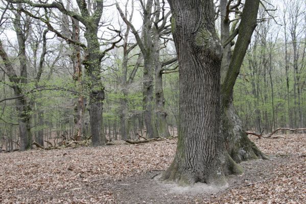 Stupava, 31.3.2012
Pomperdák - vrch Ohek.
Klíčová slova: Stupava Pomperdák vrch Ohek