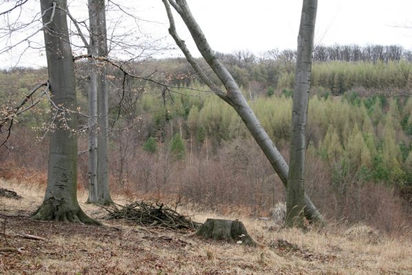 Stupava, 31.3.2012
Malé Karpaty. Pomperdák - vrch Ohek.
Klíčová slova: Stupava Pomperdák vrch Ohek