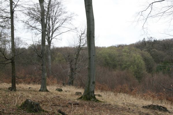 Stupava, 31.3.2012
Malé Karpaty. Pomperdák - vrch Ohek.
Klíčová slova: Stupava Pomperdák vrch Ohek