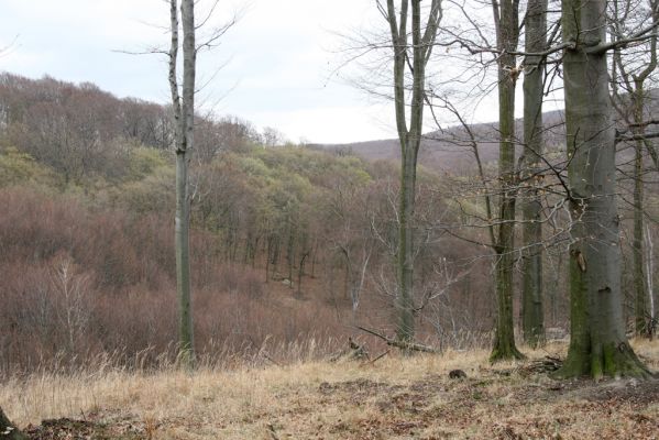 Stupava, 31.3.2012
Malé Karpaty. Pomperdák - vrch Ohek.
Klíčová slova: Stupava Pomperdák vrch Ohek
