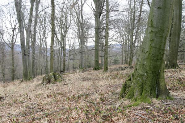 Stupava, 31.3.2012
Pomperdák - vrch Ohek.
Klíčová slova: Stupava Pomperdák vrch Ohek