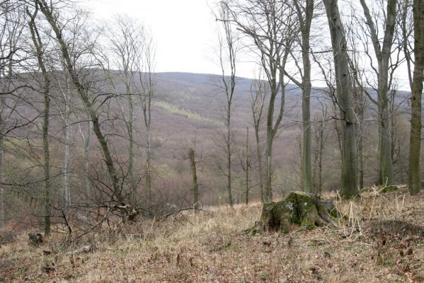 Stupava, 31.3.2012
Malé Karpaty. Pomperdák - vrch Ohek.
Mots-clés: Stupava Pomperdák vrch Ohek