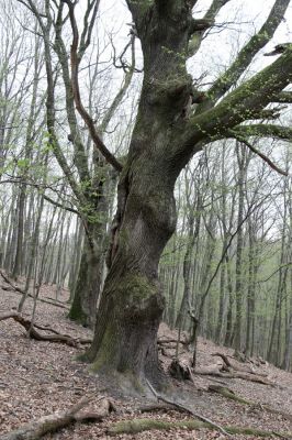 Stupava, 31.3.2012
Pomperdák - vrch Ohek.
Klíčová slova: Stupava Pomperdák vrch Ohek