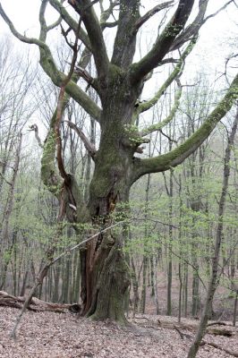 Stupava, 31.3.2012
Pomperdák - vrch Ohek.
Klíčová slova: Stupava Pomperdák vrch Ohek