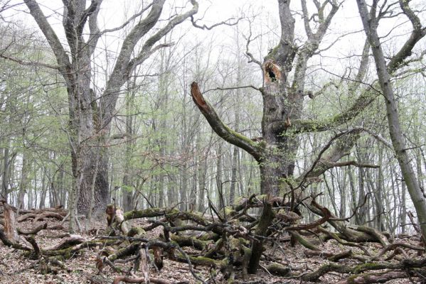 Stupava, 31.3.2012
Pomperdák - vrch Ohek.
Klíčová slova: Stupava Pomperdák vrch Ohek