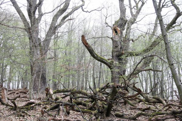 Stupava, 31.3.2012
Pomperdák - vrch Ohek.
Mots-clés: Stupava Pomperdák vrch Ohek