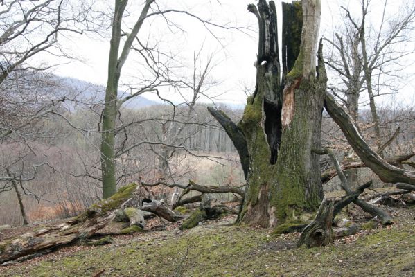 Stupava, 31.3.2012
Malé Karpaty. Pomperdák - vrch Ohek.
Schlüsselwörter: Stupava Pomperdák vrch Ohek