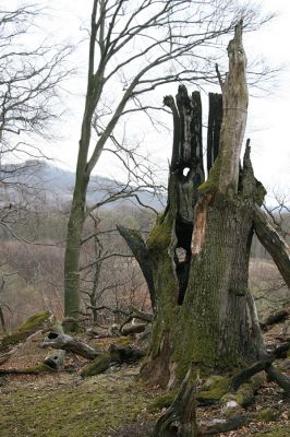 Stupava, 31.3.2012
Malé Karpaty. Pomperdák - vrch Ohek. V pozadí vrch Pajštún.
Klíčová slova: Stupava Pomperdák vrch Ohek Pajštún