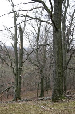 Stupava, 31.3.2012
Pomperdák - vrch Ohek.
Klíčová slova: Stupava Pomperdák vrch Ohek