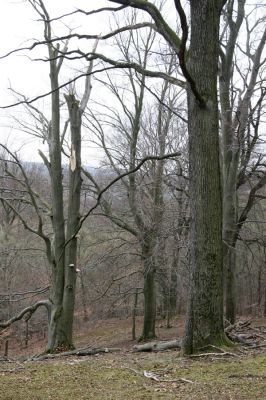 Stupava, 31.3.2012
Pomperdák - vrch Ohek.
Schlüsselwörter: Stupava Pomperdák vrch Ohek