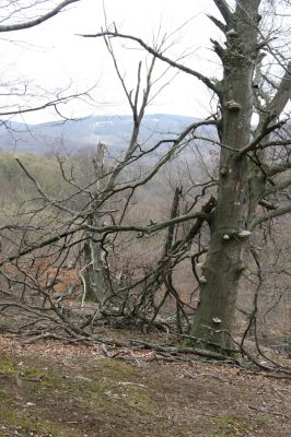 Stupava, 31.3.2012
Malé Karpaty. Pomperdák - vrch Ohek.
Klíčová slova: Stupava Pomperdák vrch Ohek