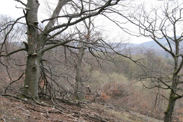 Stupava, 31.3.2012
Malé Karpaty. Pomperdák - vrch Ohek.
Klíčová slova: Stupava Pomperdák vrch Ohek
