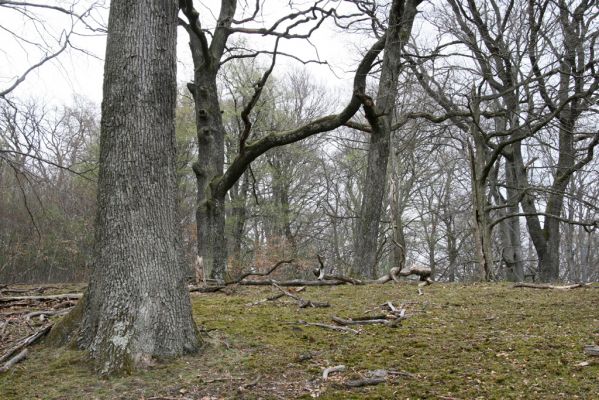 Stupava, 31.3.2012
Pomperdák - vrch Ohek.
Klíčová slova: Stupava Pomperdák vrch Ohek