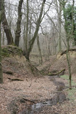 Stupava, 31.3.2012
Boleška. Pod Riedkym vŕškom.
Klíčová slova: Stupava Boleška Riedky vŕšok