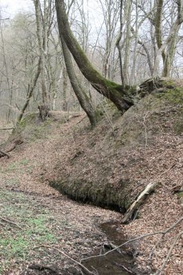 Stupava, 31.3.2012
Boleška. Pod Riedkym vŕškom.
Schlüsselwörter: Stupava Boleška Riedky vŕšok