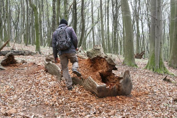 Stupava, 31.3.2012
Pod Pajštúnom. Boleška - Riedky vŕšok.
Schlüsselwörter: Stupava Boleška Riedky vŕšok Pod Pajštúnom Ampedus nigerrimus pomorum praeustus Dušánek