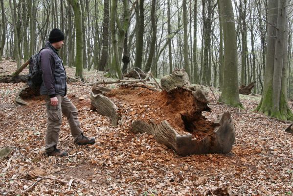 Stupava, 31.3.2012
Pod Pajštúnom. Boleška - Riedky vŕšok.
Klíčová slova: Stupava Boleška Riedky vŕšok Pod Pajštúnom Ampedus nigerrimus pomorum praeustus Dušánek