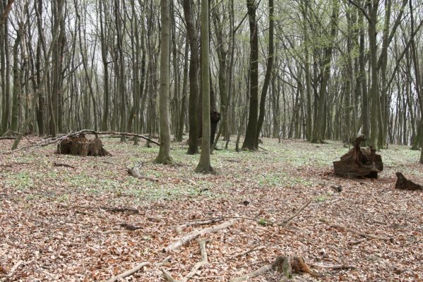 Stupava, 31.3.2012
Pod Pajštúnom. Boleška - Riedky vŕšok.
Klíčová slova: Stupava Boleška Riedky vŕšok Pod Pajštúnom