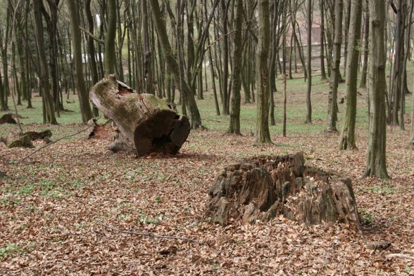 Stupava, 31.3.2012
Pod Pajštúnom. Boleška - Riedky vŕšok.
Klíčová slova: Stupava Boleška Riedky vŕšok Pod Pajštúnom Ampedus nigerrimus pomorum praeustus