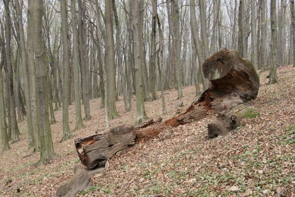 Stupava, 31.3.2012
Pod Pajštúnom. Boleška - Riedky vŕšok.
Schlüsselwörter: Stupava Boleška Riedky vŕšok Pod Pajštúnom Ampedus nigerrimus pomorum praeustus