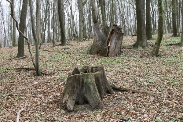 Stupava, 31.3.2012
Pod Pajštúnom. Boleška - Riedky vŕšok.
Klíčová slova: Stupava Boleška Riedky vŕšok Pod Pajštúnom