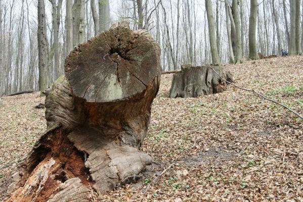 Stupava, 31.3.2012
Pod Pajštúnom. Boleška - Riedky vŕšok.
Schlüsselwörter: Stupava Boleška Riedky vŕšok Pod Pajštúnom Ampedus quadrisignatus praeustus