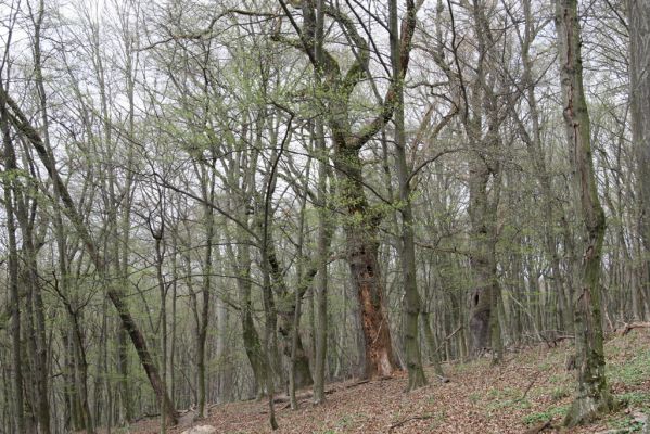 Stupava, 31.3.2012
Pod Pajštúnom. Boleška - Riedky vŕšok.
Klíčová slova: Stupava Boleška Riedky vŕšok Pod Pajštúnom