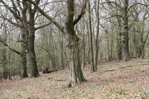 Stupava, 31.3.2012
Pod Pajštúnom. Boleška - Riedky vŕšok.
Klíčová slova: Stupava Boleška Riedky vŕšok Pod Pajštúnom