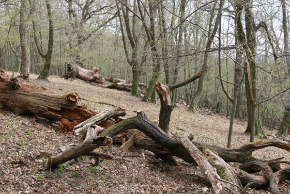 Stupava, 31.3.2012
Klíčová slova: Stupava Boleška Riedky vŕšok Pod Pajštúnom Ampedus quadrisignatus