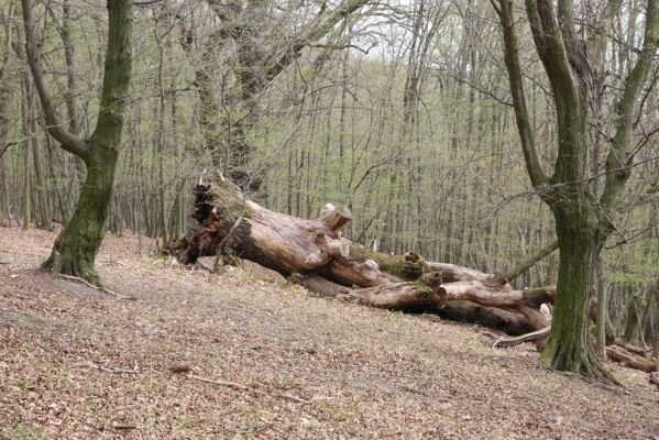 Stupava, 31.3.2012
Pod Pajštúnom. Boleška - Riedky vŕšok.
Mots-clés: Stupava Boleška Riedky vŕšok Pod Pajštúnom