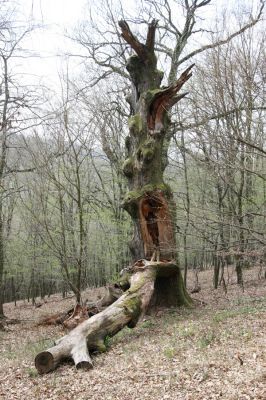 Stupava, 31.3.2012
Pod Pajštúnom. Boleška - Riedky vŕšok.
Klíčová slova: Stupava Boleška Riedky vŕšok Pod Pajštúnom Ampedus brunnicornis