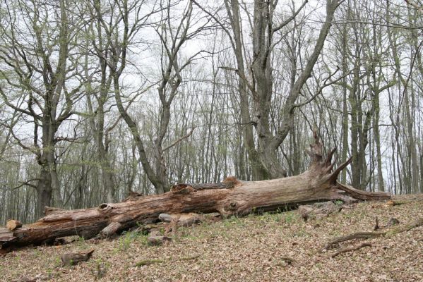 Stupava, 31.3.2012
Pod Pajštúnom. Boleška - Riedky vŕšok.
Klíčová slova: Stupava Boleška Riedky vŕšok Pod Pajštúnom