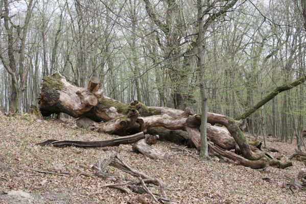 Stupava, 31.3.2012
Pod Pajštúnom. Boleška - Riedky vŕšok.
Klíčová slova: Stupava Boleška Riedky vŕšok Pod Pajštúnom