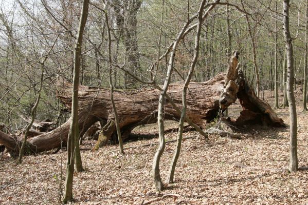 Stupava, 31.3.2012
Pod Pajštúnom. Boleška - Riedky vŕšok.
Klíčová slova: Stupava Boleška Riedky vŕšok Pod Pajštúnom