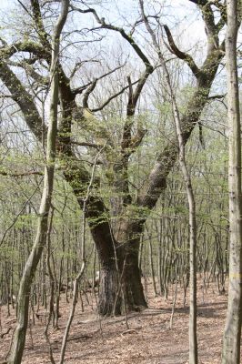 Stupava, 31.3.2012
Pod Pajštúnom. Boleška - Riedky vŕšok.
Schlüsselwörter: Stupava Boleška Riedky vŕšok Pod Pajštúnom