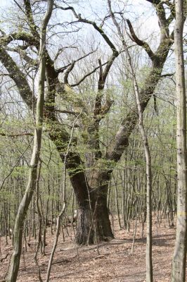 Stupava, 31.3.2012
Pod Pajštúnom. Boleška - Riedky vŕšok.
Klíčová slova: Stupava Boleška Riedky vŕšok Pod Pajštúnom