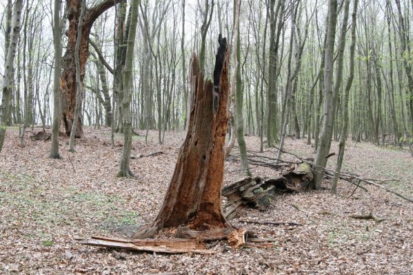 Stupava, 31.3.2012
Pod Pajštúnom. Boleška - Riedky vŕšok.
Schlüsselwörter: Stupava Boleška Riedky vŕšok Pod Pajštúnom Ampedus brunnicornis