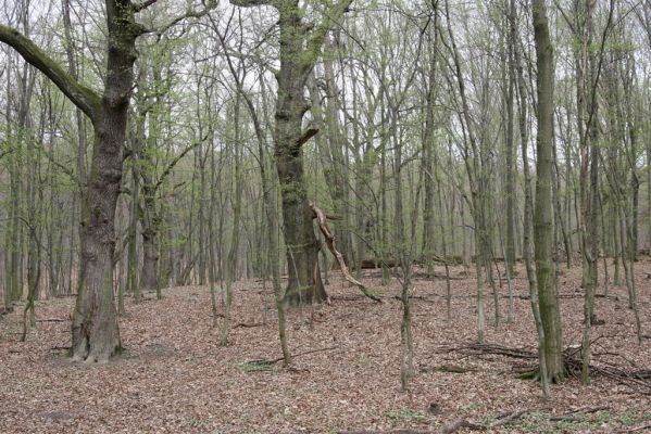 Stupava, 31.3.2012
Pod Pajštúnom. Boleška - Riedky vŕšok.
Klíčová slova: Stupava Boleška Riedky vŕšok Pod Pajštúnom