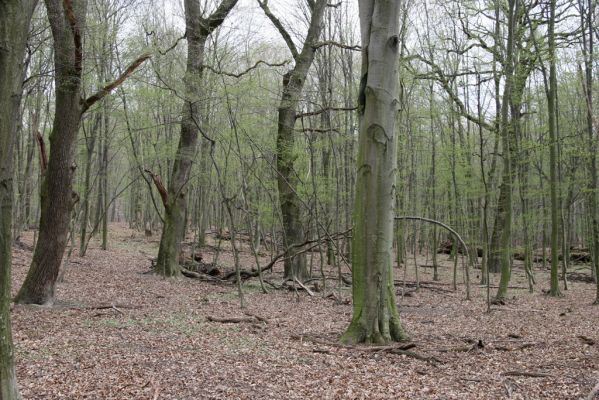 Stupava, 31.3.2012
Pod Pajštúnom. Boleška - Riedky vŕšok.
Mots-clés: Stupava Boleška Riedky vŕšok Pod Pajštúnom