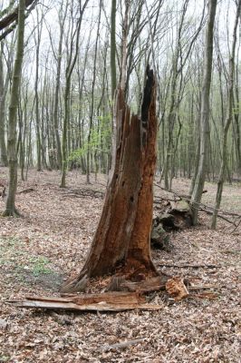 Stupava, 31.3.2012
Pod Pajštúnom. Boleška - Riedky vŕšok.
Mots-clés: Stupava Boleška Riedky vŕšok Pod Pajštúnom Ampedus brunnicornis