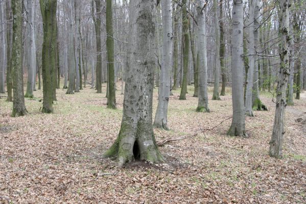 Stupava, 31.3.2012
Pod Pajštúnom. Boleška - Riedky vŕšok.
Mots-clés: Stupava Boleška Riedky vŕšok Pod Pajštúnom Elater ferrugineus Ischnodes sanguinicollis