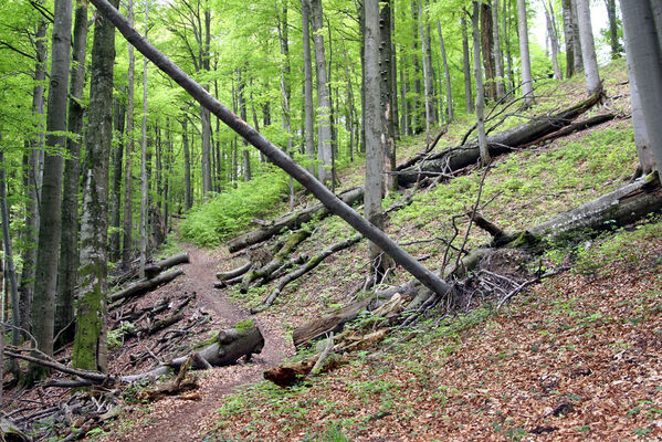 Nová Sedlica, 10.5.2014
Stužica, cesta z Temného vršku ke Stužické riece.
Mots-clés: Nová Sedlica Poloniny Bukovské vrchy Stužica