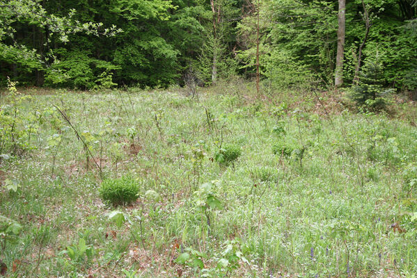 Nová Sedlica, 10.5.2014
Stužica, polana u Stužické rieky. Zarůstající bývalá lokalita kovaříka Aplotarsus angustulus. Hojný zde byl 26.5.1989, v roce 2014 ani jeden kus.
Keywords: Nová Sedlica Poloniny Bukovské vrchy Stužica Aplotarsus angustulus